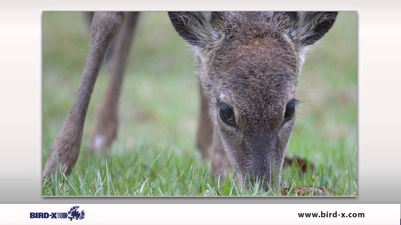 Bird-X - Deer Gard Product Video
