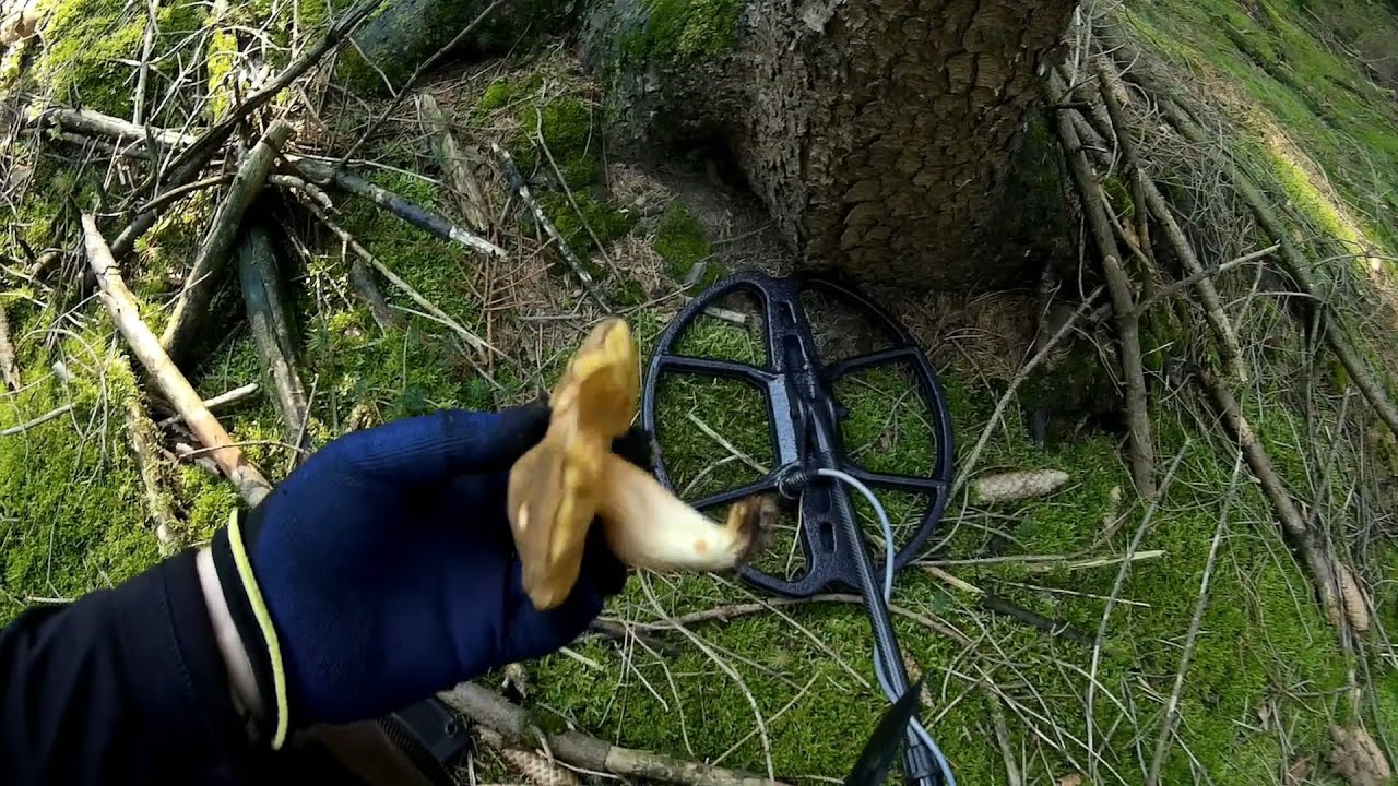 Mushroom hunting with the Golden Mask 4 Pro WD and the big 12