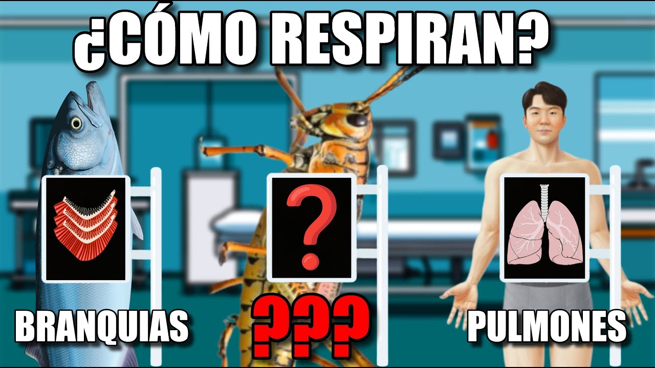 NI BRANQUIAS NI PULMONES - Respiración en INSECTOS