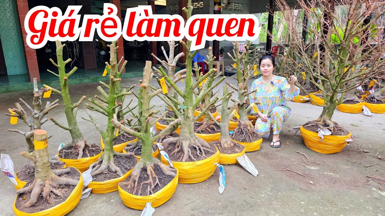 Em Như 📲 0386768133 mai vàng vườn hoành to giá rẻ 24/1 Chợ Gạo (@MaivàngQuêdừa)
