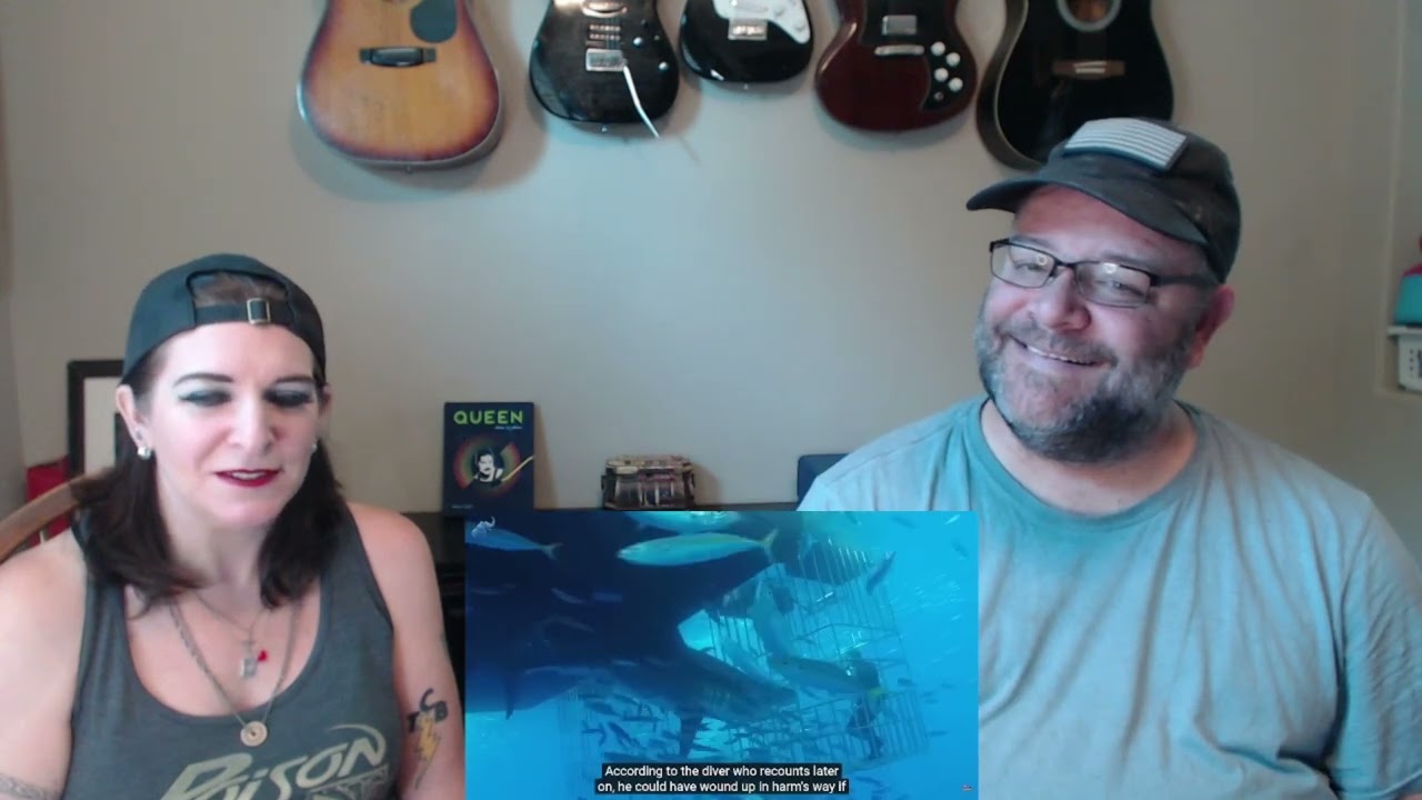 Great White Shark Encounters (Reaction!)