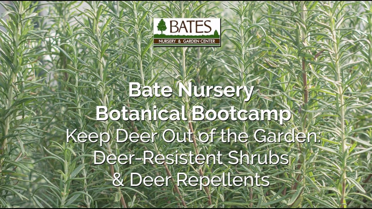 Keep Deer Out of Your Garden-Deer Resistant Plants & Deer Repellent Methods