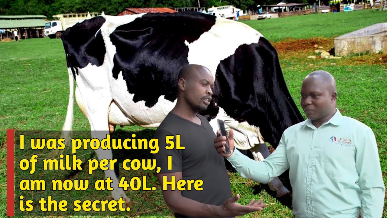 I was producing 5L of milk per cow, I am now at 40L. Here is the secret...