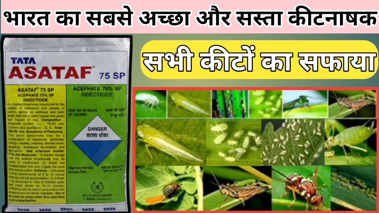 Acephate 75%sp। adama acemain। tata asataf। acefate 75%। best insecticide।