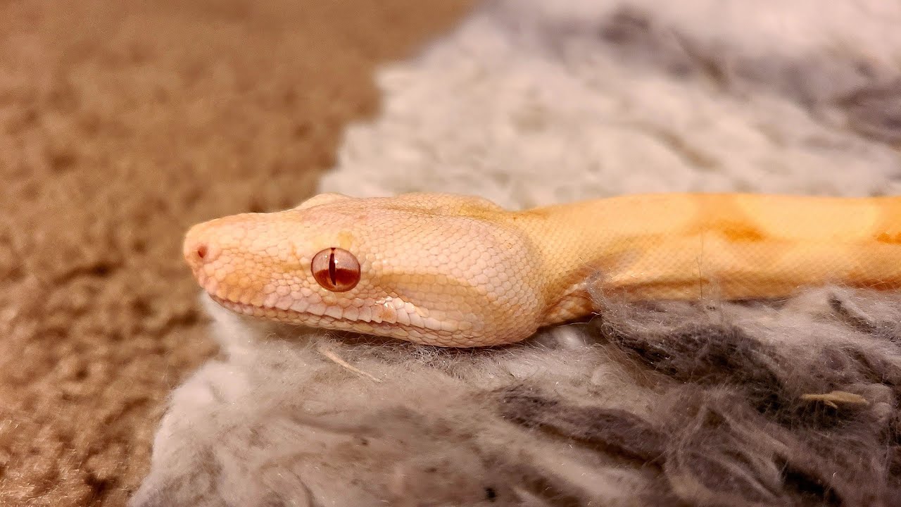 Alimentando a mi Boa Constrictor Luci (Alimento descongelado)