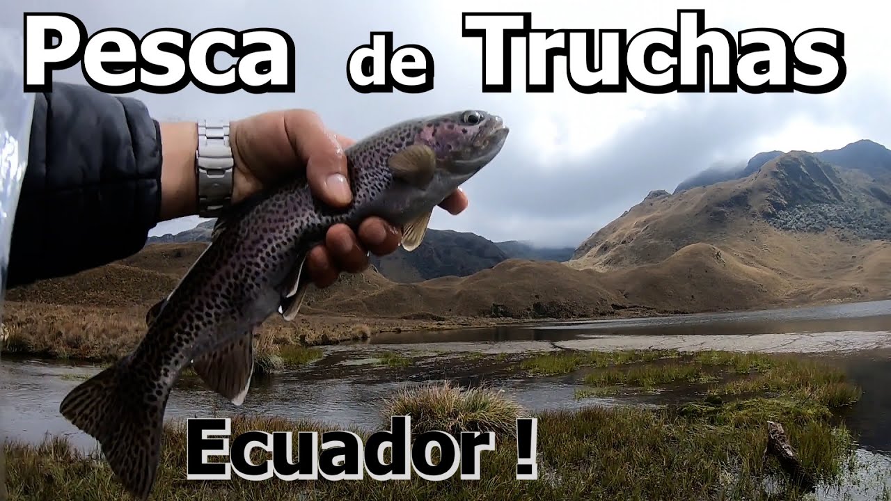 Pesca de Truchas Arcoíris, en los Paramos de Ecuador !