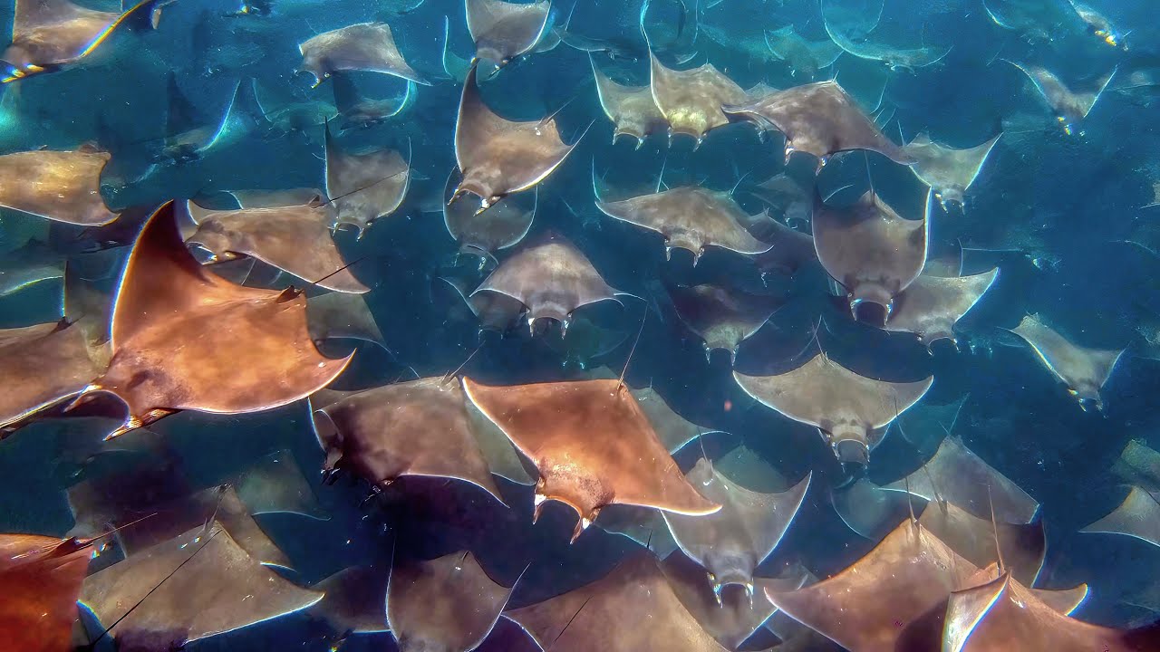 Mobula and more, Sea of Cortez aboard the Galant Lady 6-2022