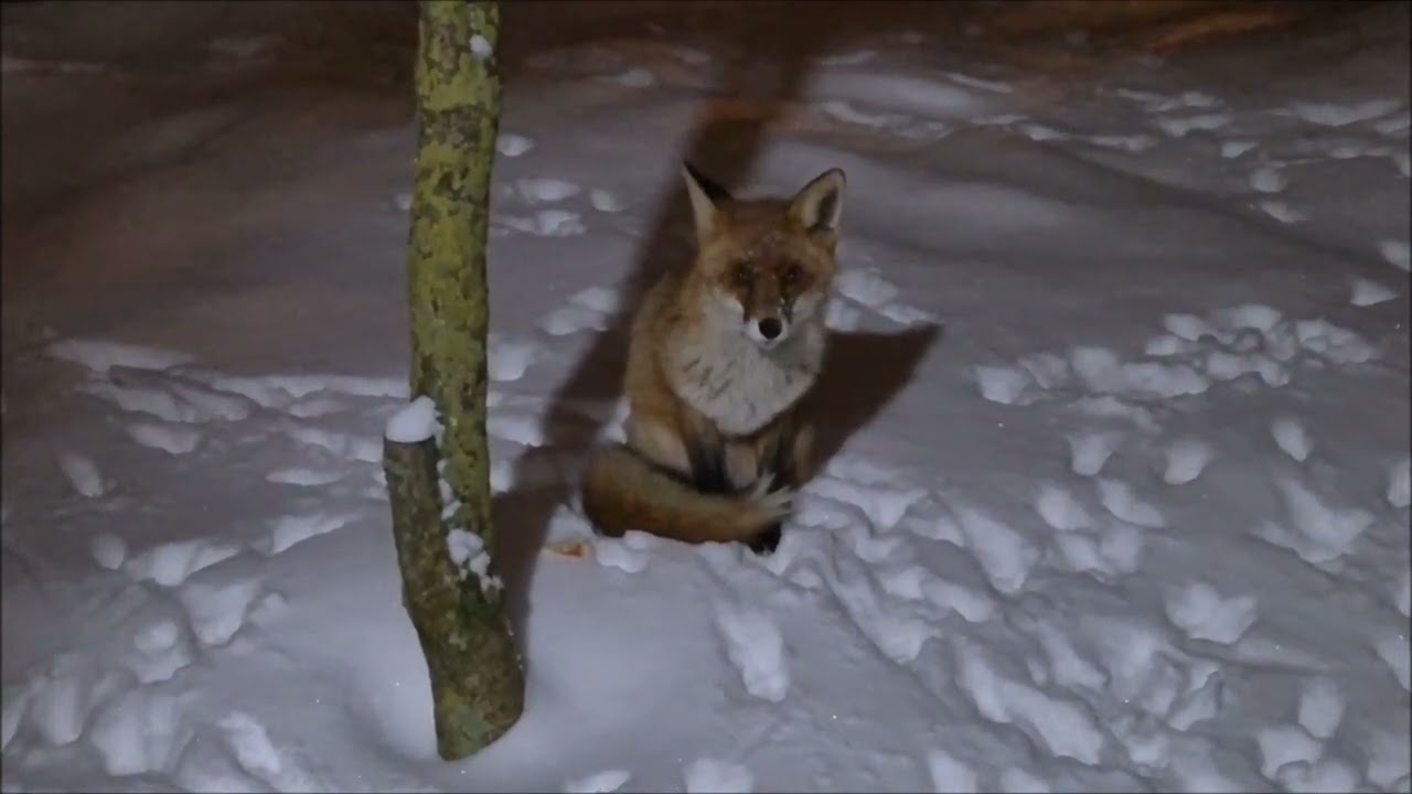 RUDĀ LAPSA / Vulpes vulpes/.