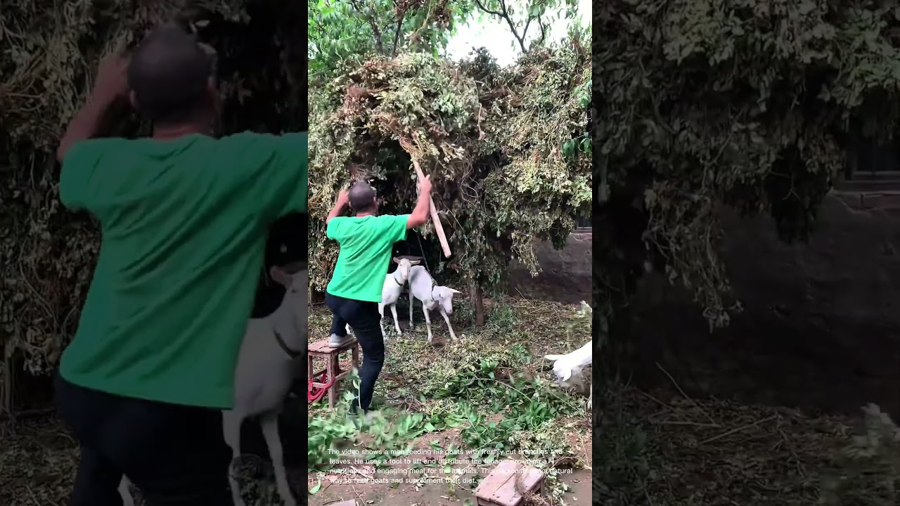 Feeding Goats: Fresh Branches and Leaves for a Happy Herd