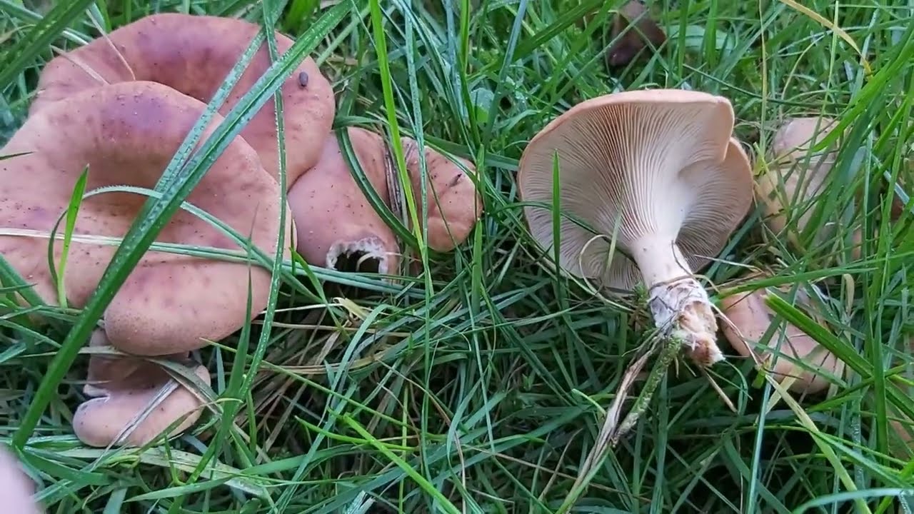 Gąs&oacute;wka rudawa (Lepista flaccida)