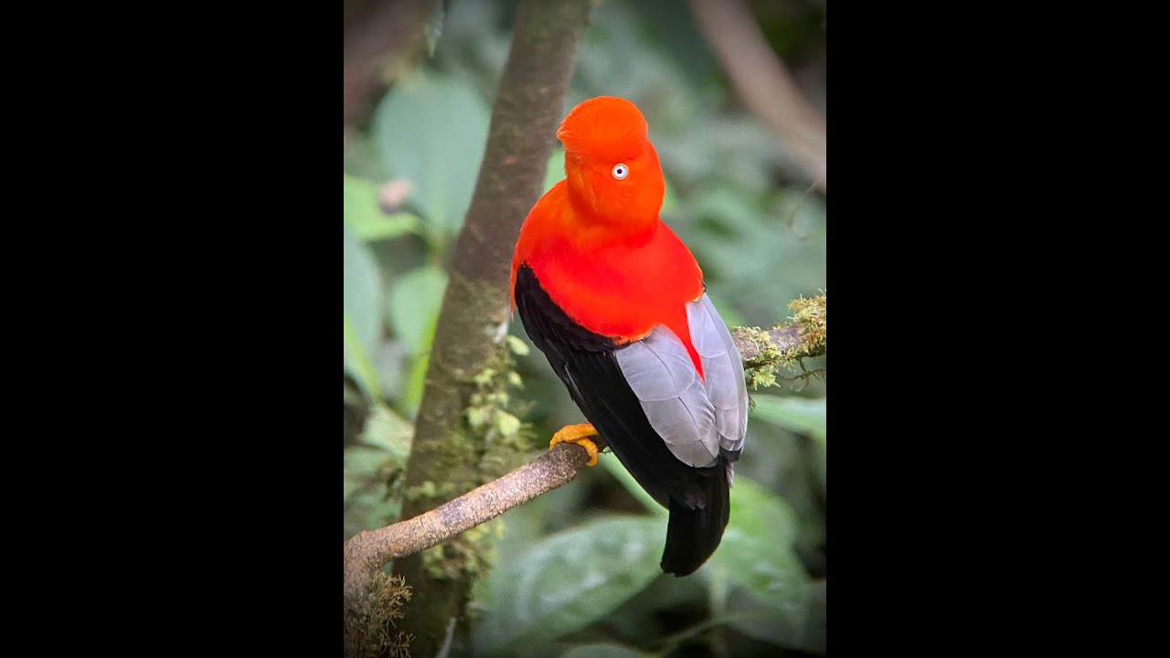 Peru Birding Tour 2022