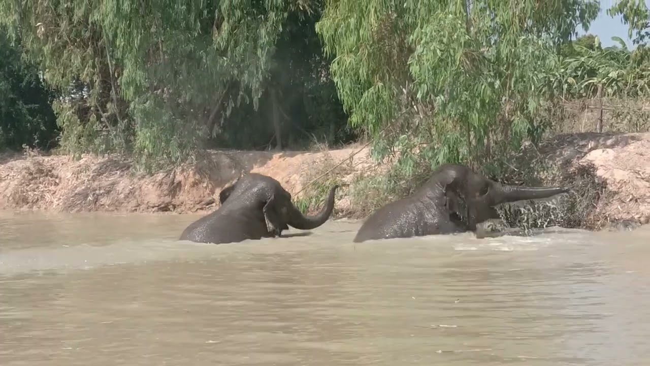 ทรายทองคลายร้อน