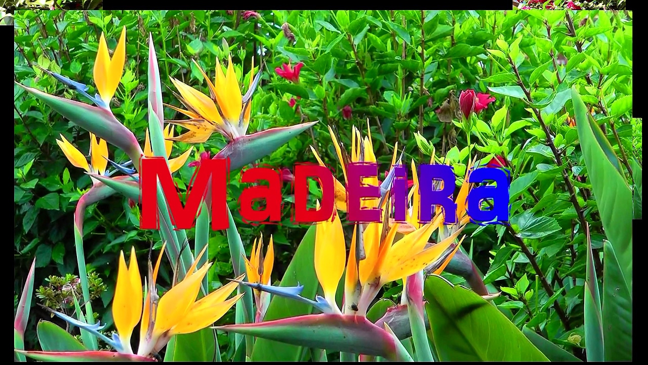 Madeira-2017- Die Blumeninsel