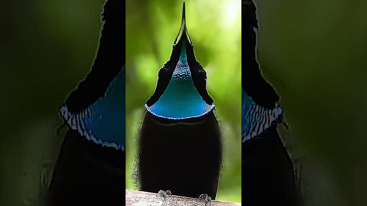 The Birdsong That Calls Your Soul! #shorts #trendingshorts #birdssong #soundofbirds