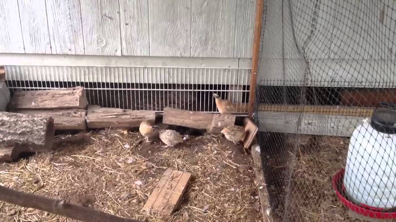 Manchurian Golden Quail Mating
