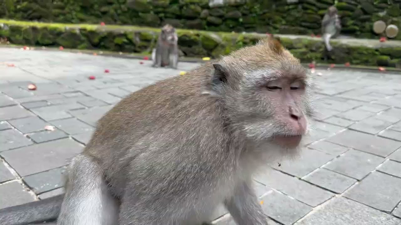 Tumpek Kandang Monkey Forest Ubud 2026