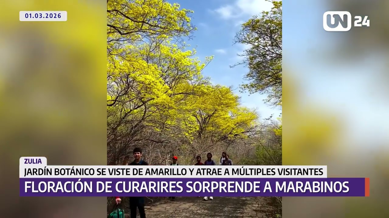 Jardín Botánico de Maracaibo se viste de amarillo por los curarires