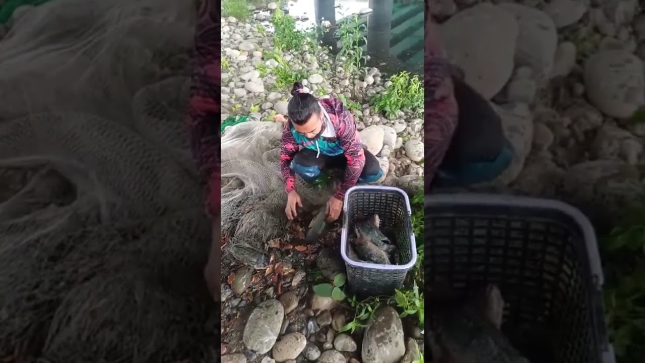 👉👍🦈Unbelievable net fishing;River Fishing 