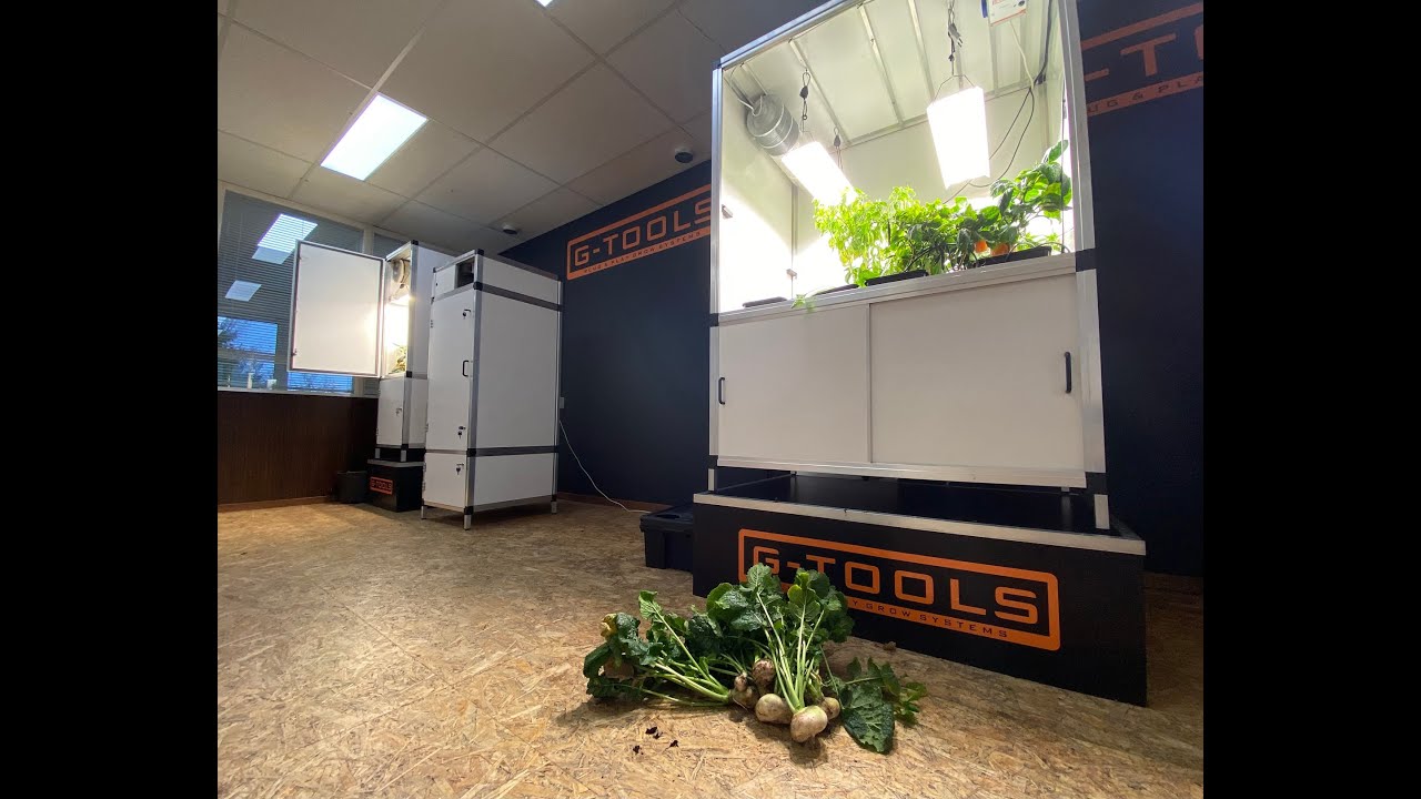 Grow box cultivation #5