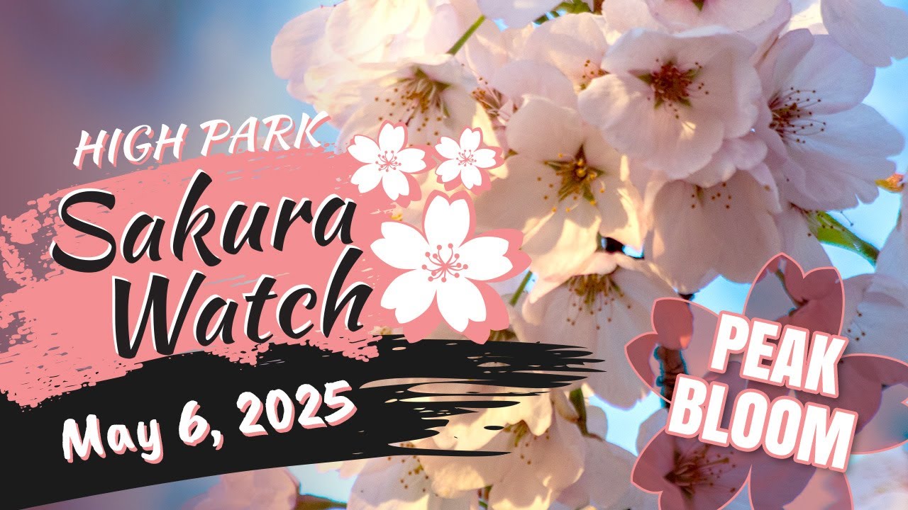 Sakura Watch May 6, 2025 - Ep 9 - Peak Bloom continues, but some blossom petals begin to fall