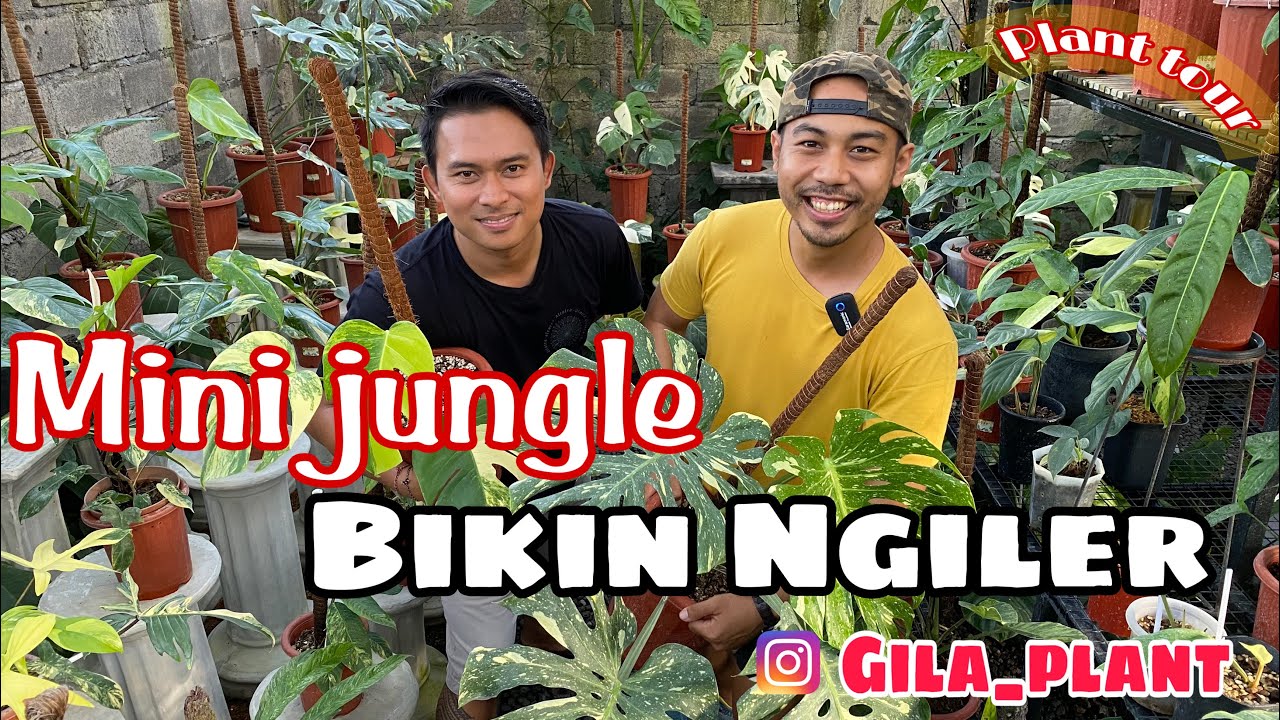 PLANT TOUR | ngobrol seru dan Intip koleksi dari Bli wira GILA PLANT bali#monsteravariegata