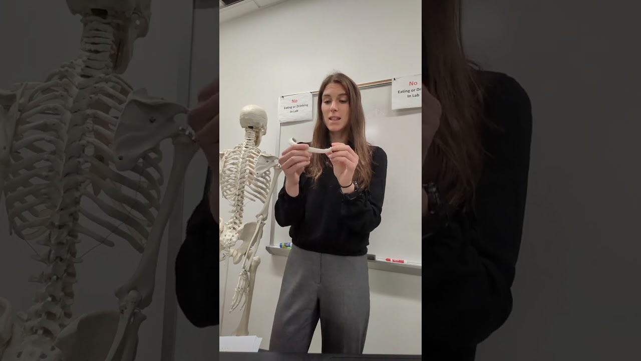 Can you tell if this is a right or a left rib? #anatomy #anatomyandphysiology #stem #quiz #learn