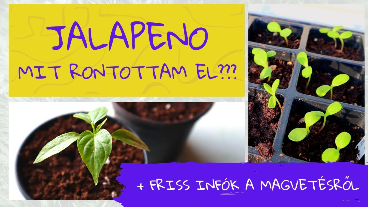 Jalapeno - mit rontottam el? || Hogy áll a magvetés? || Egy kis tavaszi színkavalkád