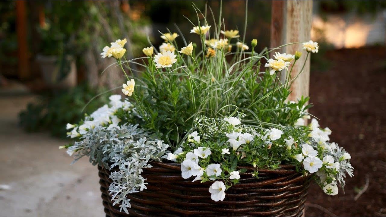Add a Touch of Moonlight to Your Garden | Proven Winners Container Idea