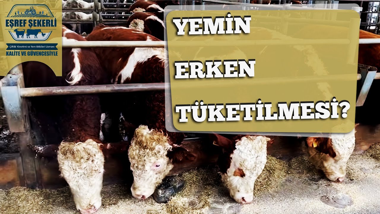Yemin Erken Tüketilmesi Ne Anlama Gelir?
