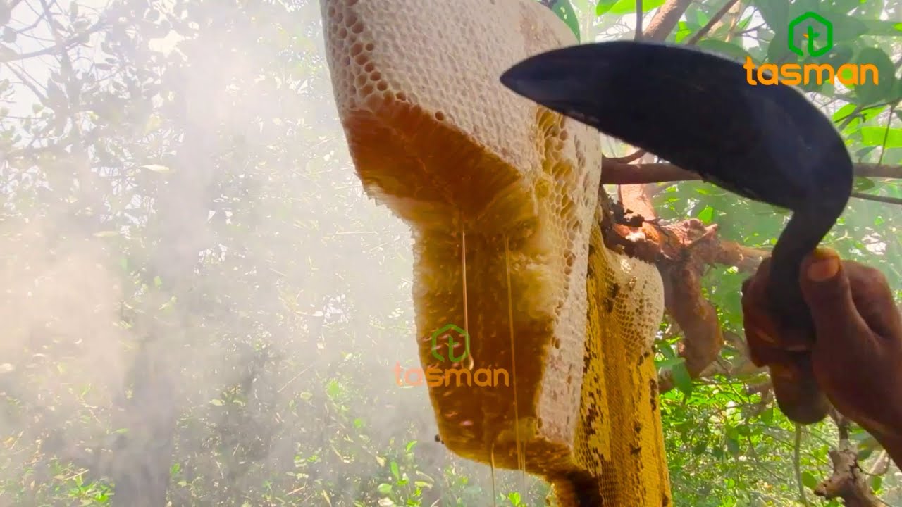 সুন্দরবনের বিশাল বড় চাক কেটে মধু সংগ্রহ/ Sundarban Wild honey Hunting.