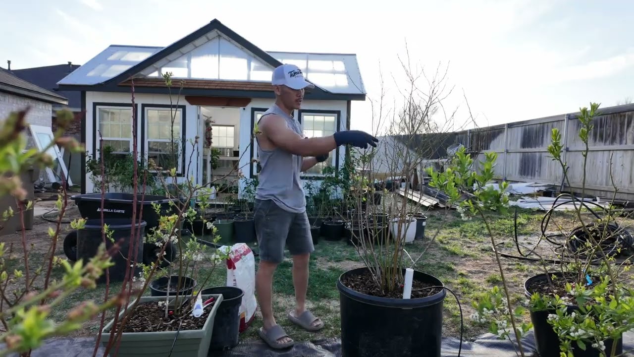 2025 BLUEBERRY In Containers Simple Must DO In Early SPRING For SUCCESS