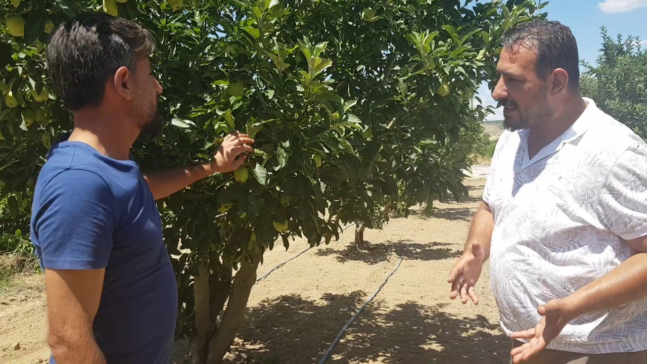 KURUYAN AĞAÇ NASIL KURTULUR 0553 313 83 84