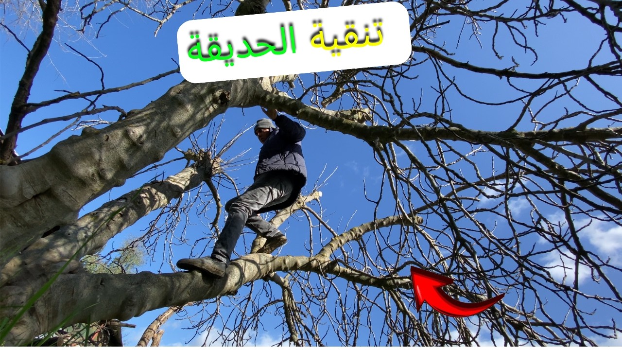 من قلب بني زروال 🌿 تنقية الحديقة وتنظيم الأشجار