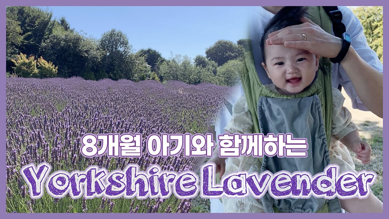 영국 여행 브이로그 | 요크셔 라벤더 | 8개월 아기와 함께하는 힐링 여행 | EP 55.