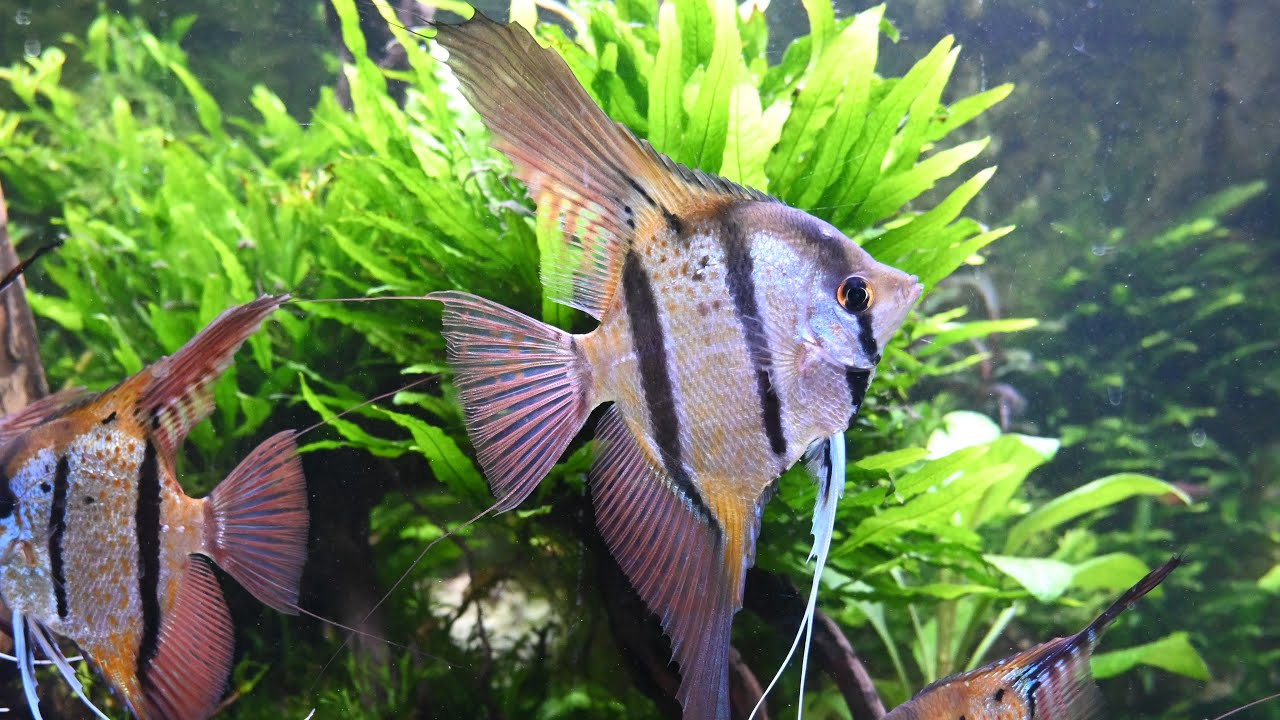 Pterophyllum scalare Rio Nanay: community tank