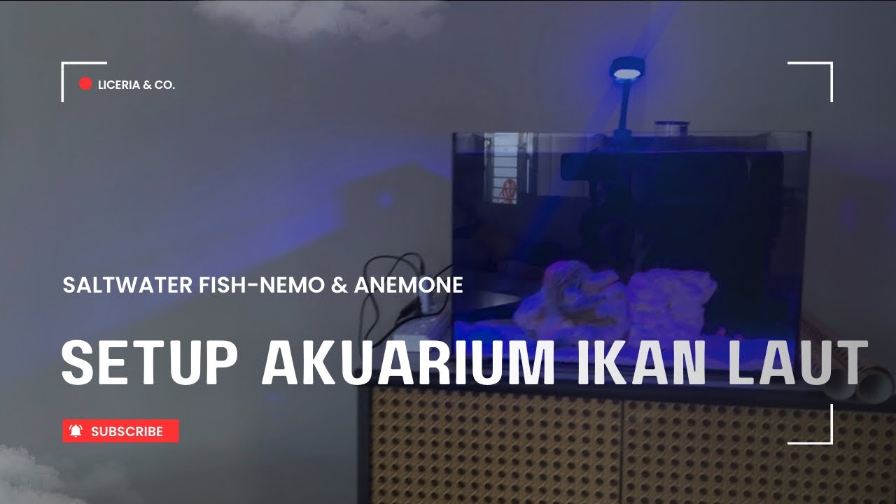 Impian Aquarium Air Laut Jadi Realiti! Walaupun Akuarium Kecil!