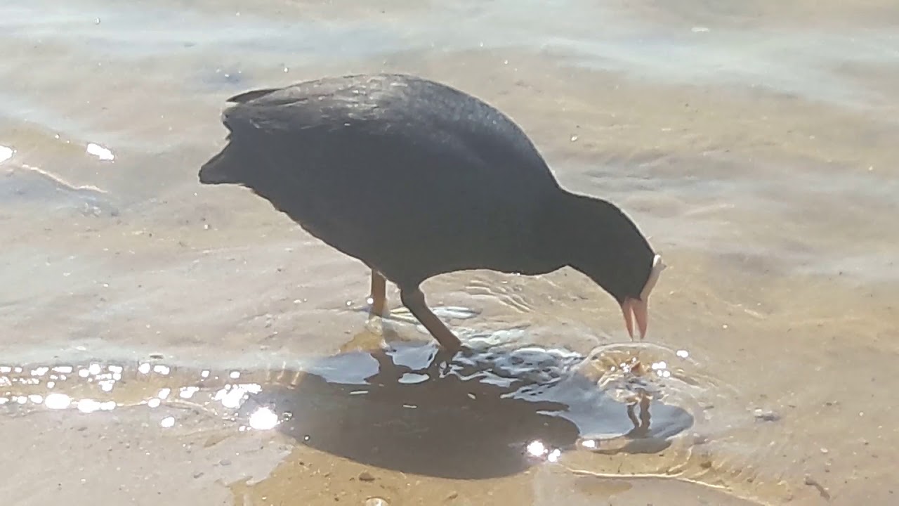 Pot&aacute;pky na Lhotě - krmen&iacute; malych kachnicek 🦆