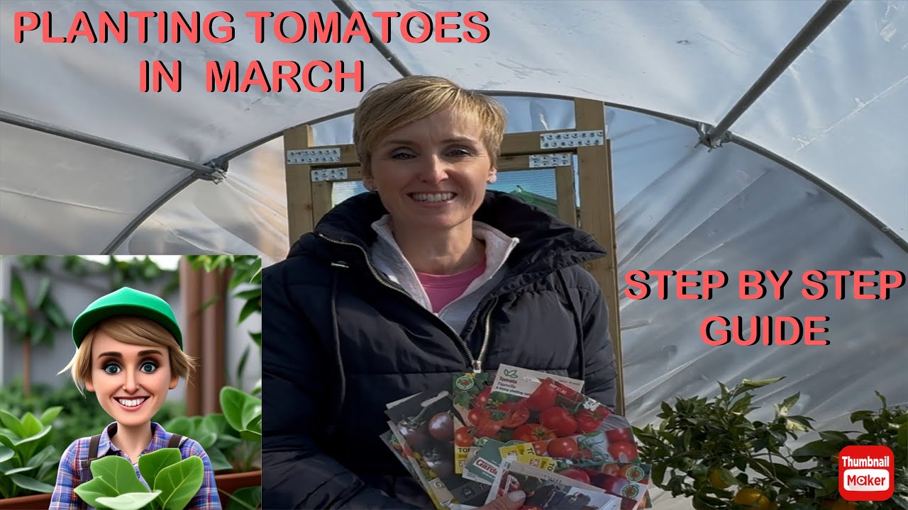 Growing tomatoes in early spring.