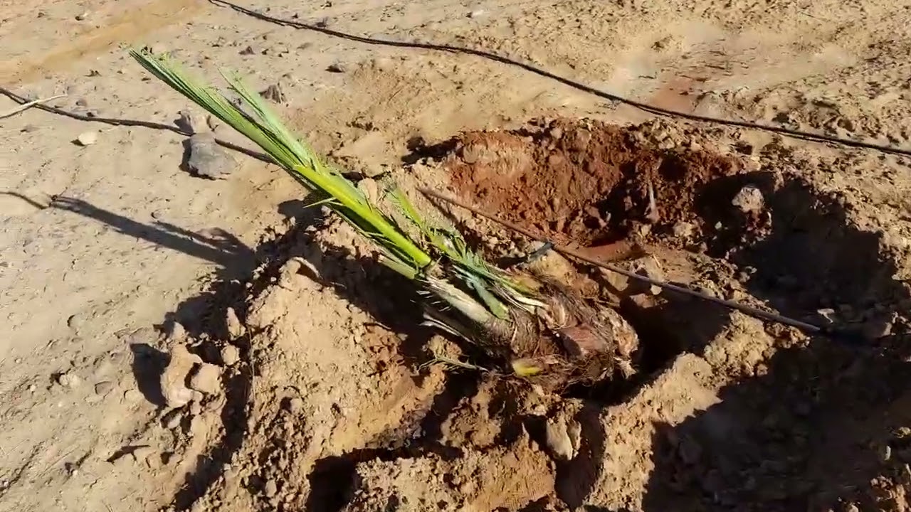 زراعة النخيل السيوى ( الصعيدى ) بالواحات البحرية