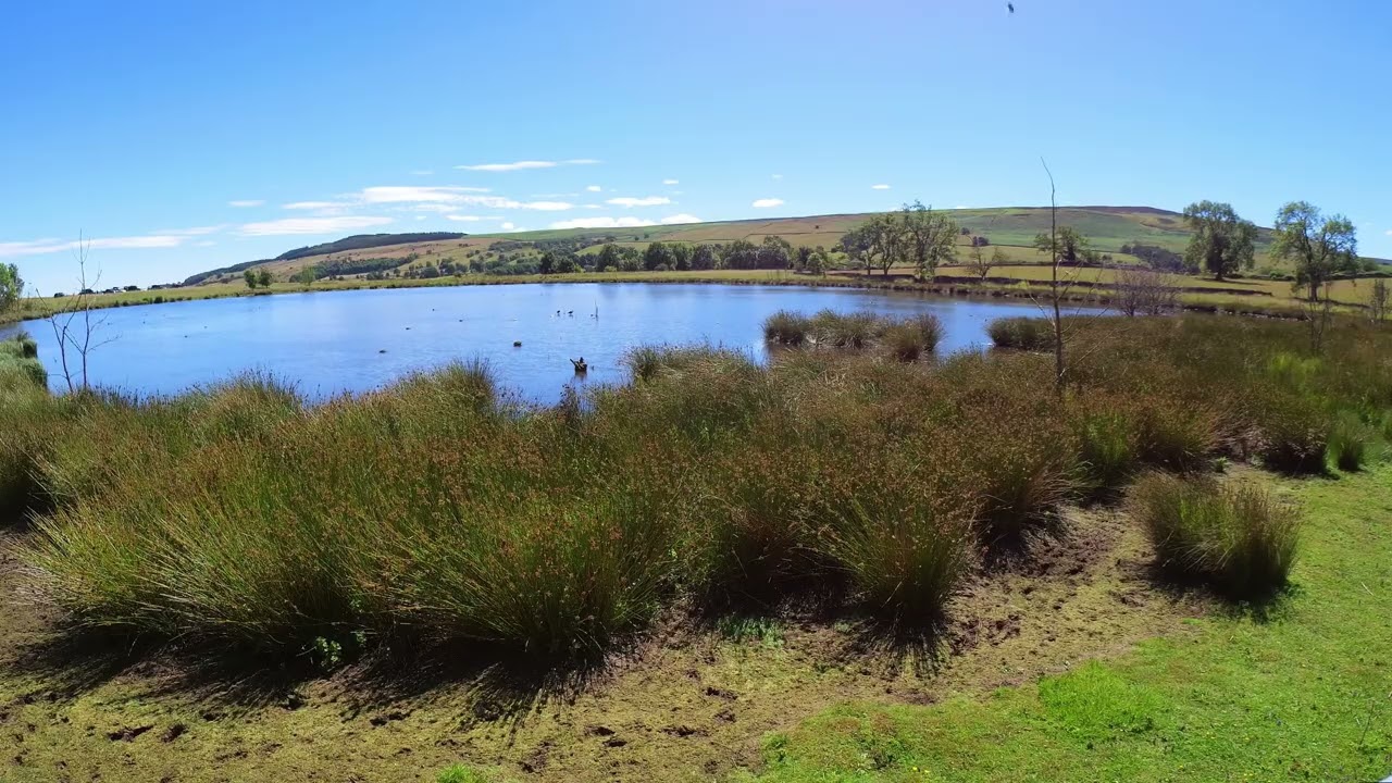 Pinkers Pond  Middleham Ducks Calming Relaxing Yorkshire Dales