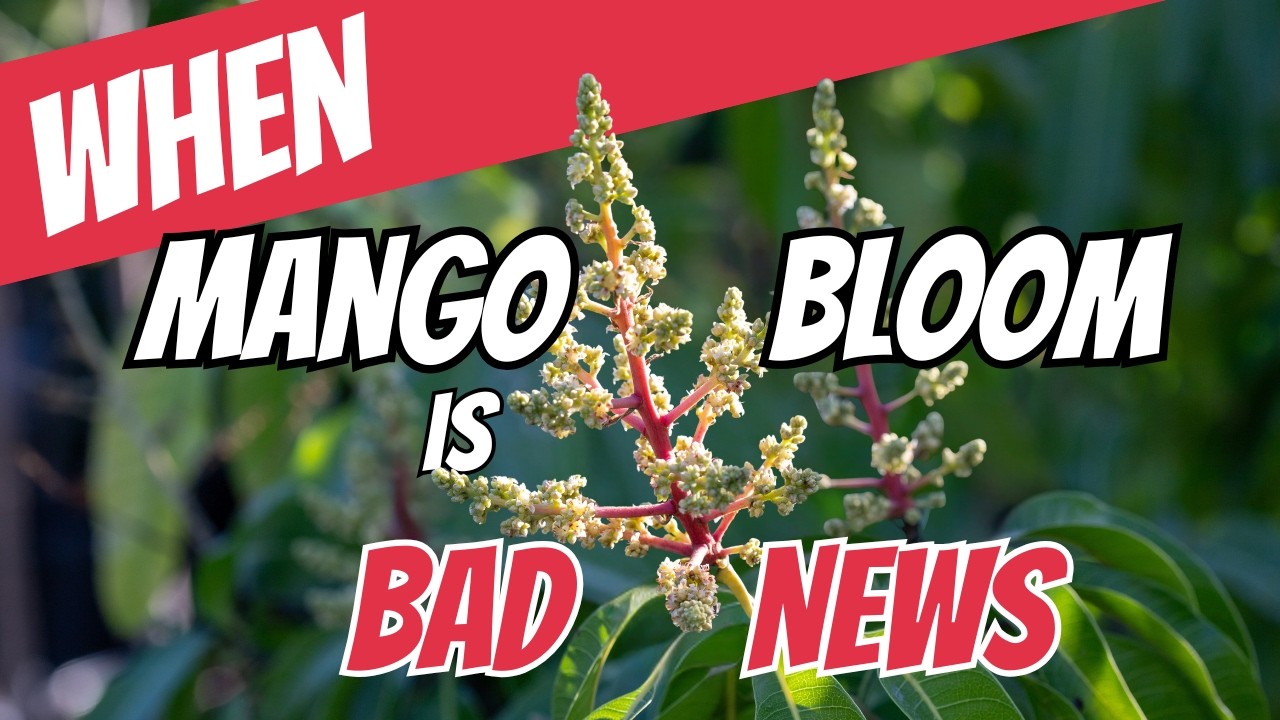 Когда Mango Bloom приносит плохие новости...