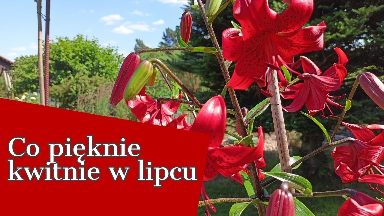 CO PIĘKNIE KWITNIE W LIPCU  🏵🌹🥀EFEKTY PRZYCINANIA BYLIN