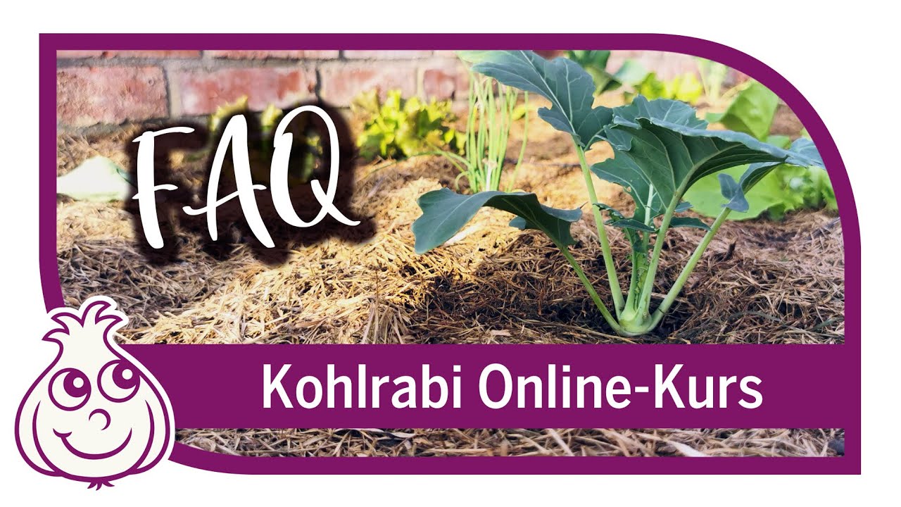 Kohlrabi anbauen | Online Kurs Teil2