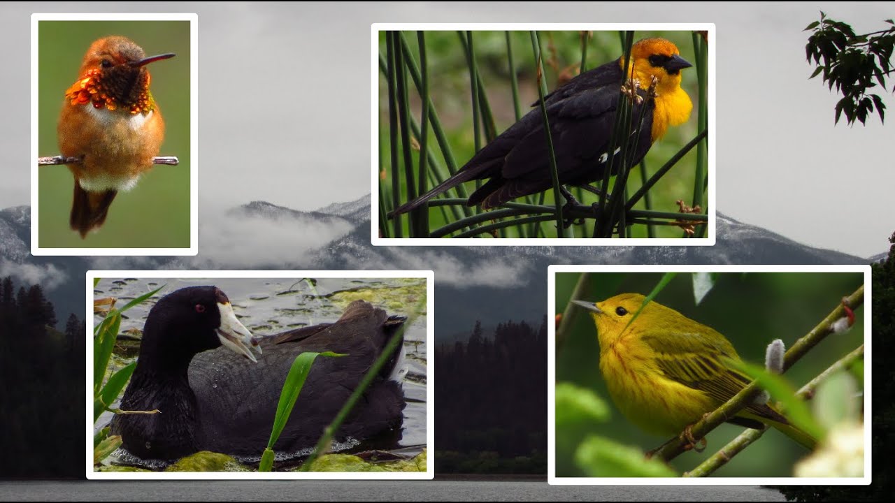 Birding Scotch Creek Wildlife Area, Ep4