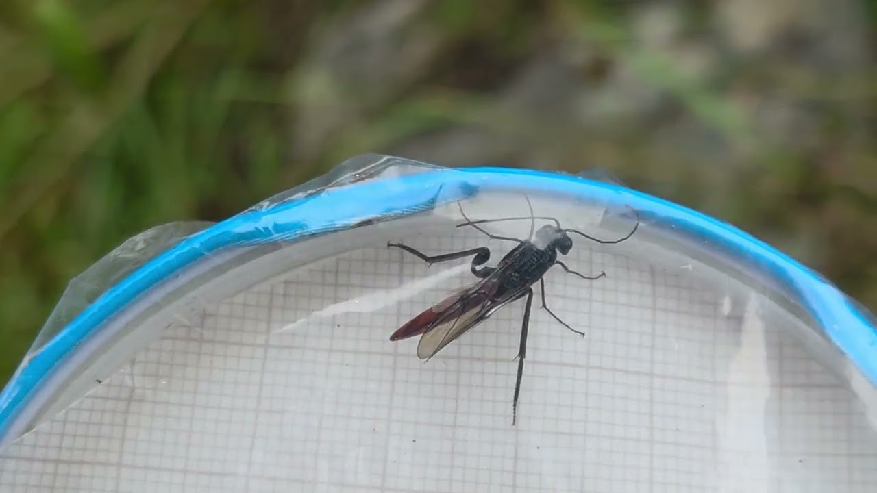 Ibalia leucospoides . Fitjar Norway  10. august 2025