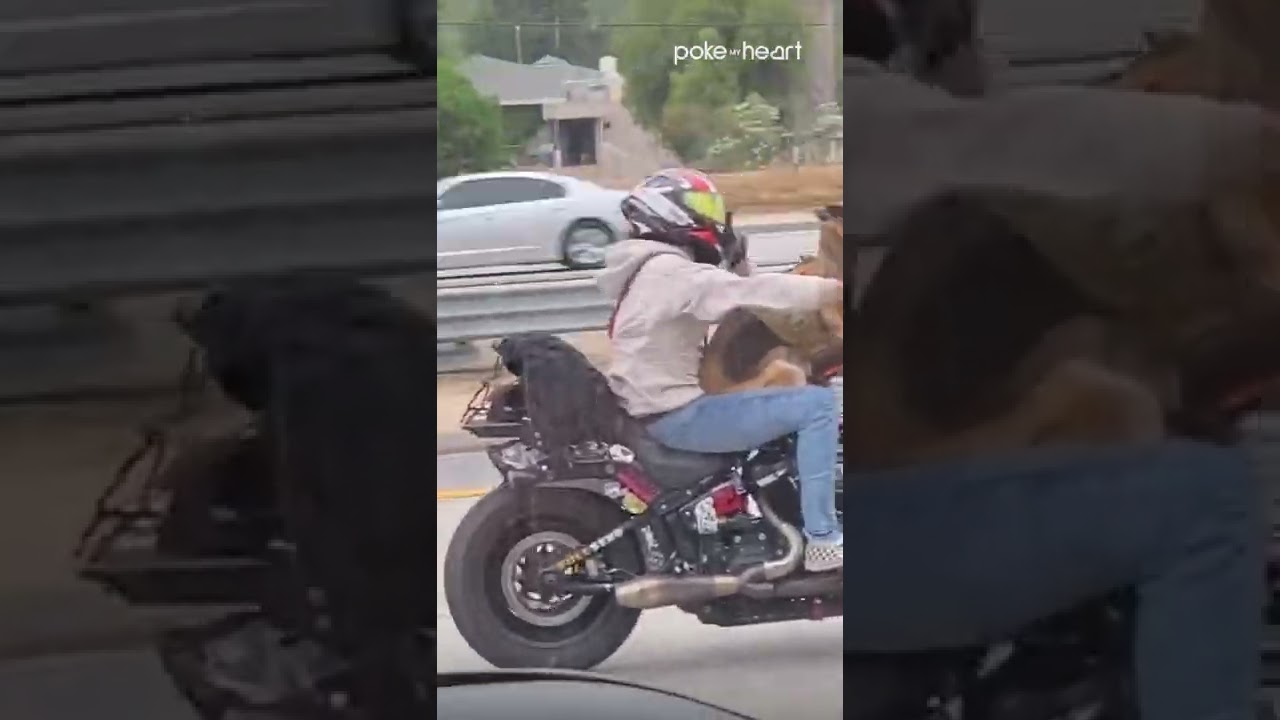 Dog Enjoys Bike Ride With Owner