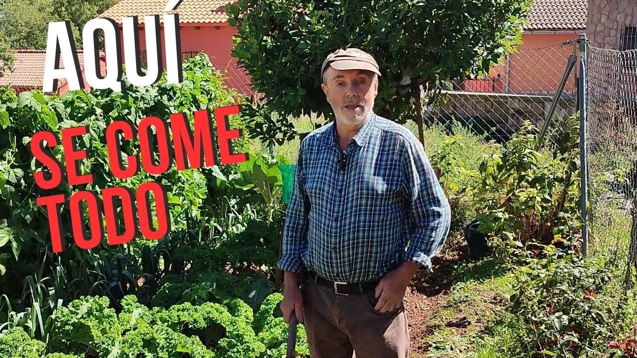 MI HUERTA ES UN VERGEL EN OTOÑO por cultivar estas plantas