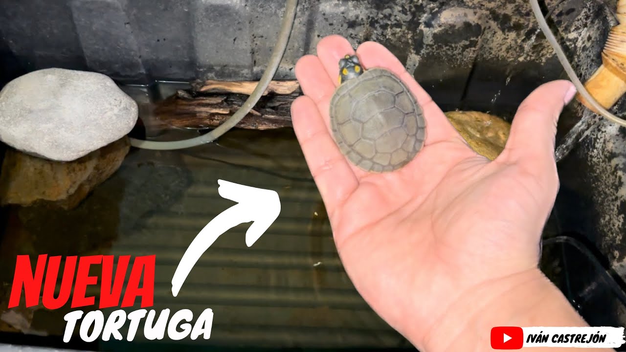 Nueva TORTUGA bebe *taricaya*