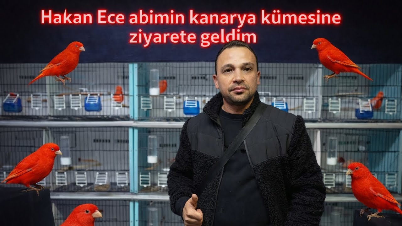 KANARYACI HAKAN ECE ABİMİN ÜST DÜZEY KANARYA  KÜMESİNİ ZİYARET ETTİM. ANTALYAYA PAPAĞAN GÖNDERDİM 
