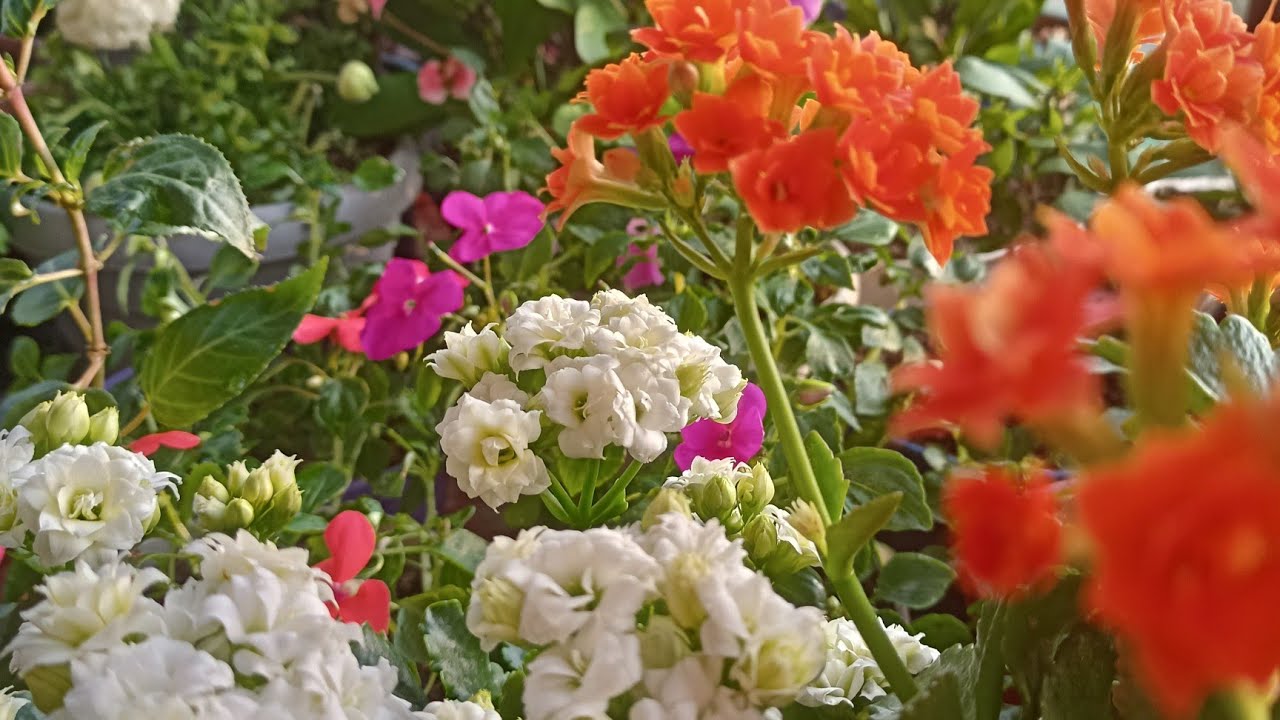 ,🌹🥀🌹Mevsım geçişlerınde cam güzeli küpe sardunya